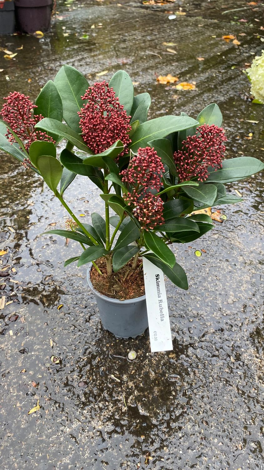 Skimmia Rubella Male Ruby