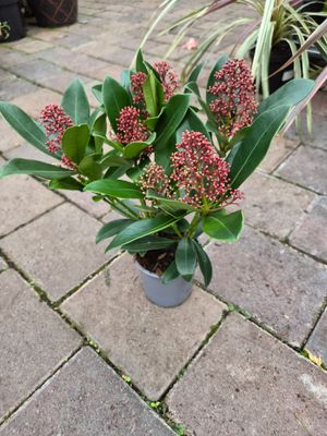 Skimmia Rubella Male Ruby