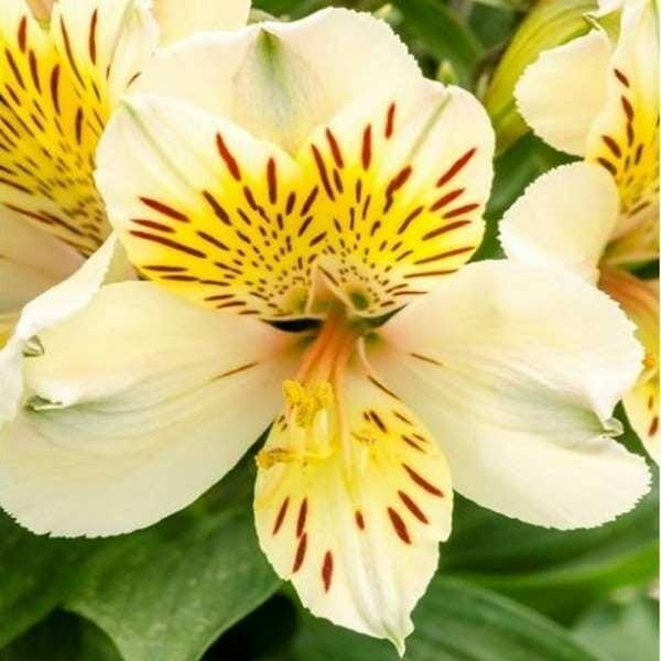 Alstroemeria Princess Lily Sundance (Pruned back to help it establish)Dwarf Princess Lily ,flowers non stop from June Until October ..Good in pots or beds ...Winter hardy and lasts for years