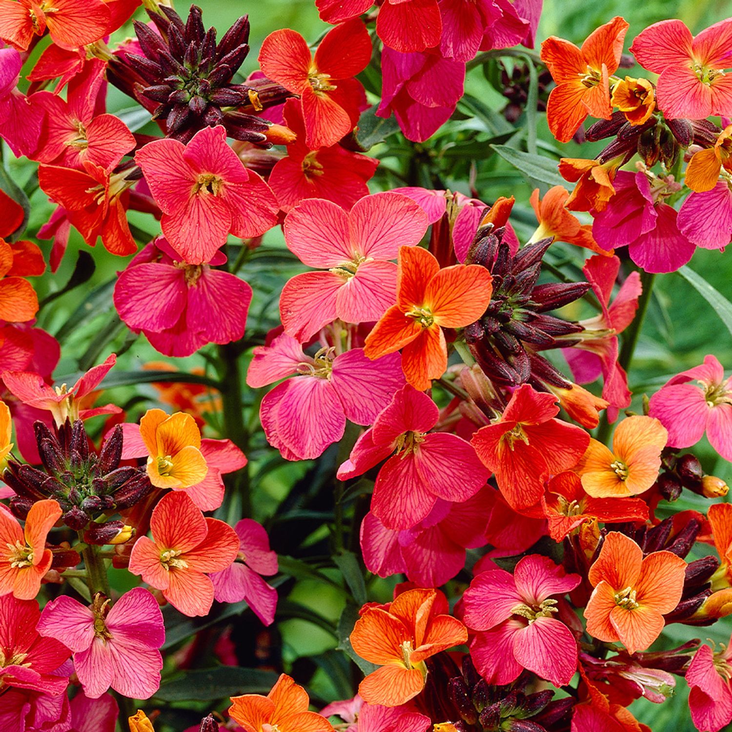 Erysimum 'Constant Cheer'. Fragrant non stop flowers from May until October . For pots ,beds or rockeries Planting time is from now . Lasts for years