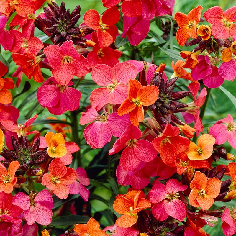 Erysimum 'Constant Cheer'. Fragrant non stop flowers from May until October . For pots ,beds or rockeries Planting time is from now . Lasts for years Erysimum 'Constant Cheer'. Fragrant non stop flowers from May until October . For pots ,beds or rockeries Planting time is from now . Lasts for years