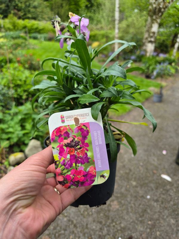 Erysimum 'Constant Cheer'. Fragrant non stop flowers from May until October . For pots ,beds or rockeries Planting time is from now . Lasts for years