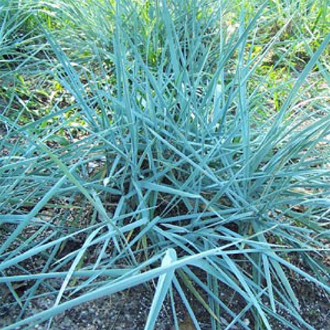 Leymus arenarius 'Blue Dune' Blue Lyme grass . Neat evergreen ornamental grass with blue grey foliage and flowers/Seed heads in late summer. Height 1.5 Mt . Good in sun or half shade