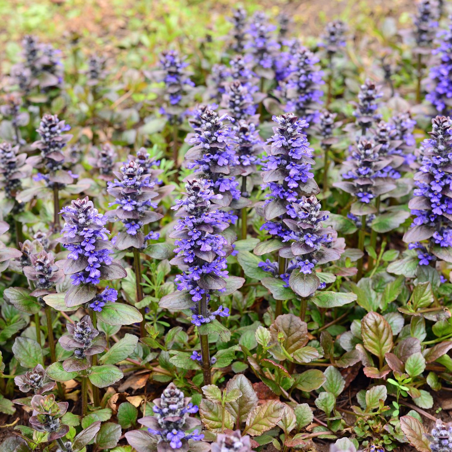 Ajuga reptans 'Catlin's Giant'