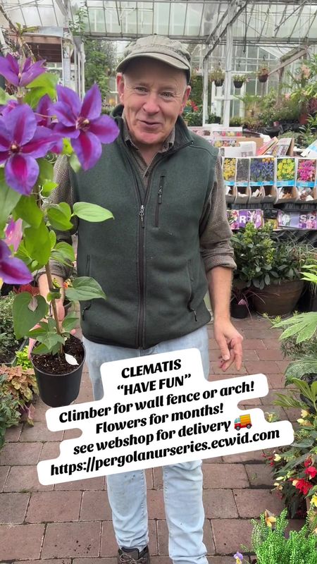Clematis "Have Fun" ..climber for wall fence or arch . Enormous double purple flowers with a carmine stripe in late spring/early summer and again in late summer/autumn .