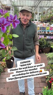 Clematis "Have Fun" ..climber for wall fence or arch . Enormous double purple flowers with a carmine stripe in late spring/early summer and again in late summer/autumn .