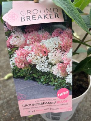 HYDRANGEA GROUNDBREAKER..new low growing ground cover Hydrangea for pots ,baskets front beds or borders . Flowers from June until October with large cone like flowers in a mix of green ,white and pink HYDRANGEA GROUNDBREAKER..new low growing ground cover Hydrangea for pots ,baskets front beds or borders . Flowers from June until October with large cone like flowers in a mix of green ,white and pink