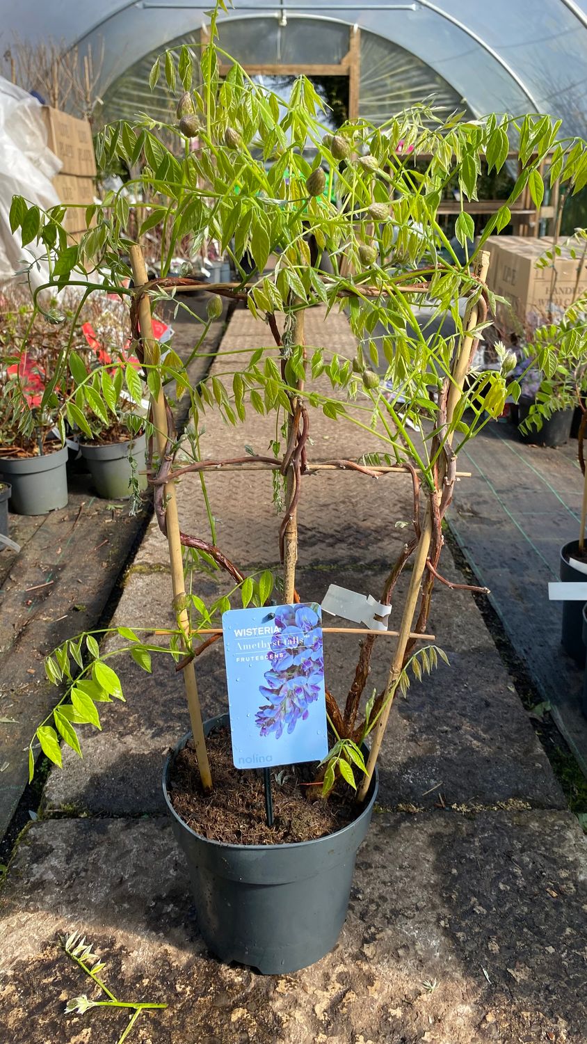 Wisteria frut. 'Amethyst Falls' long flowering Ideal for wall fence or arch . Fragrant purple /blue flowers in long racemes Strong plants on a frame