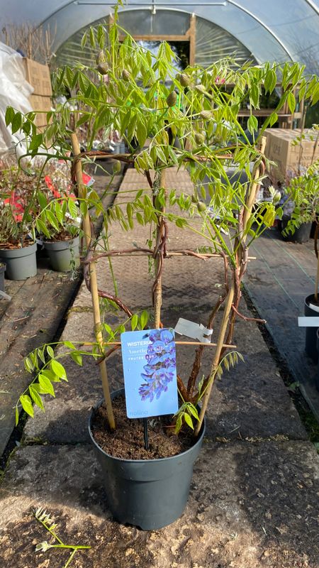 Wisteria frut. 'Amethyst Falls' long flowering . Ideal for wall fence or arch . Fragrant purple /blue flowers in long racemes Strong plants on a frame Wisteria frut. 'Amethyst Falls' long flowering . Ideal for wall fence or arch . Fragrant purple /blue flowers in long racemes Strong plants on a frame
