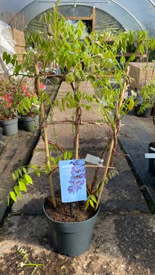 Wisteria frut. 'Amethyst Falls'