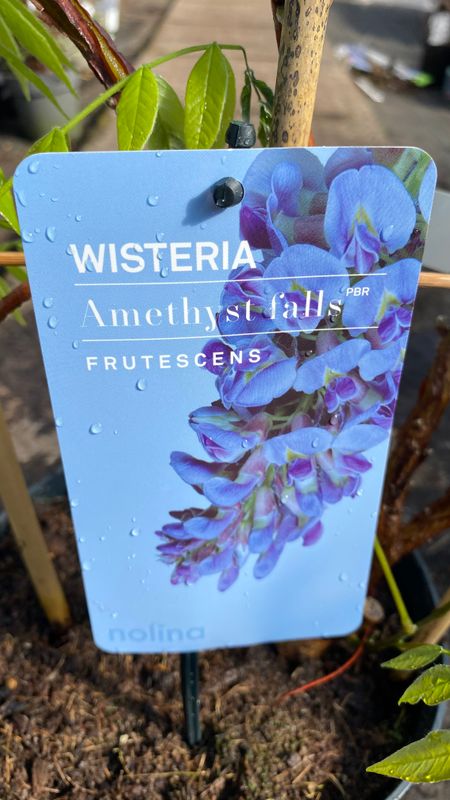 Wisteria frut. 'Amethyst Falls' long flowering . Ideal for wall fence or arch . Fragrant purple /blue flowers in long racemes Strong plants on a frame
