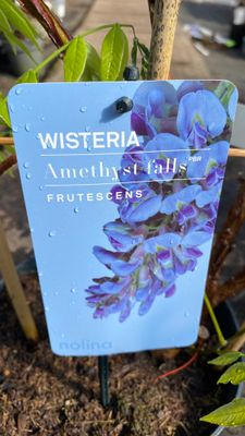 Wisteria frut. 'Amethyst Falls' long flowering . Ideal for wall fence or arch . Fragrant purple /blue flowers in long racemes Strong plants on a frame