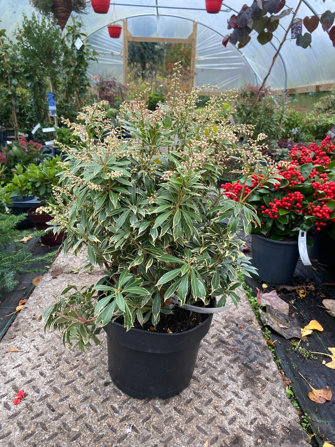 Pieris Japonica variegata Golden King