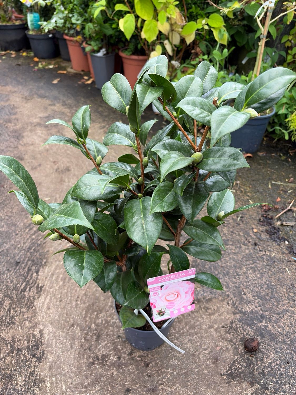 Camellia Nucios Pearl hardy evergreen shrub with large double PINK AND CREAM WITH DEEPER PINK ON PETAL EDGE flowers in spring Perfect for pots or beds . Totally winter hardy.