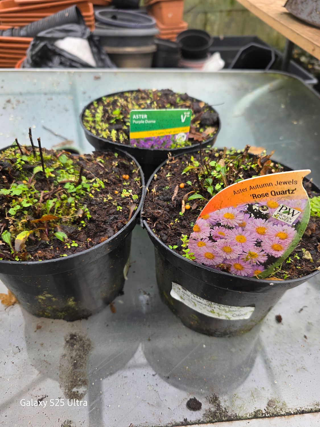 3 mix variety Aster *(BF)