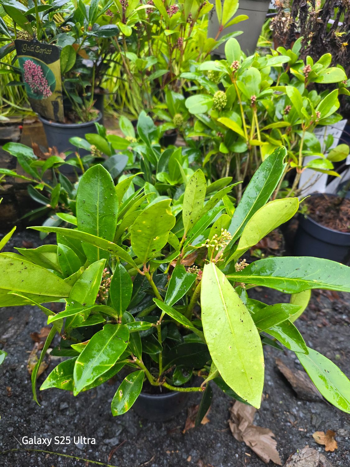 Male skimmia