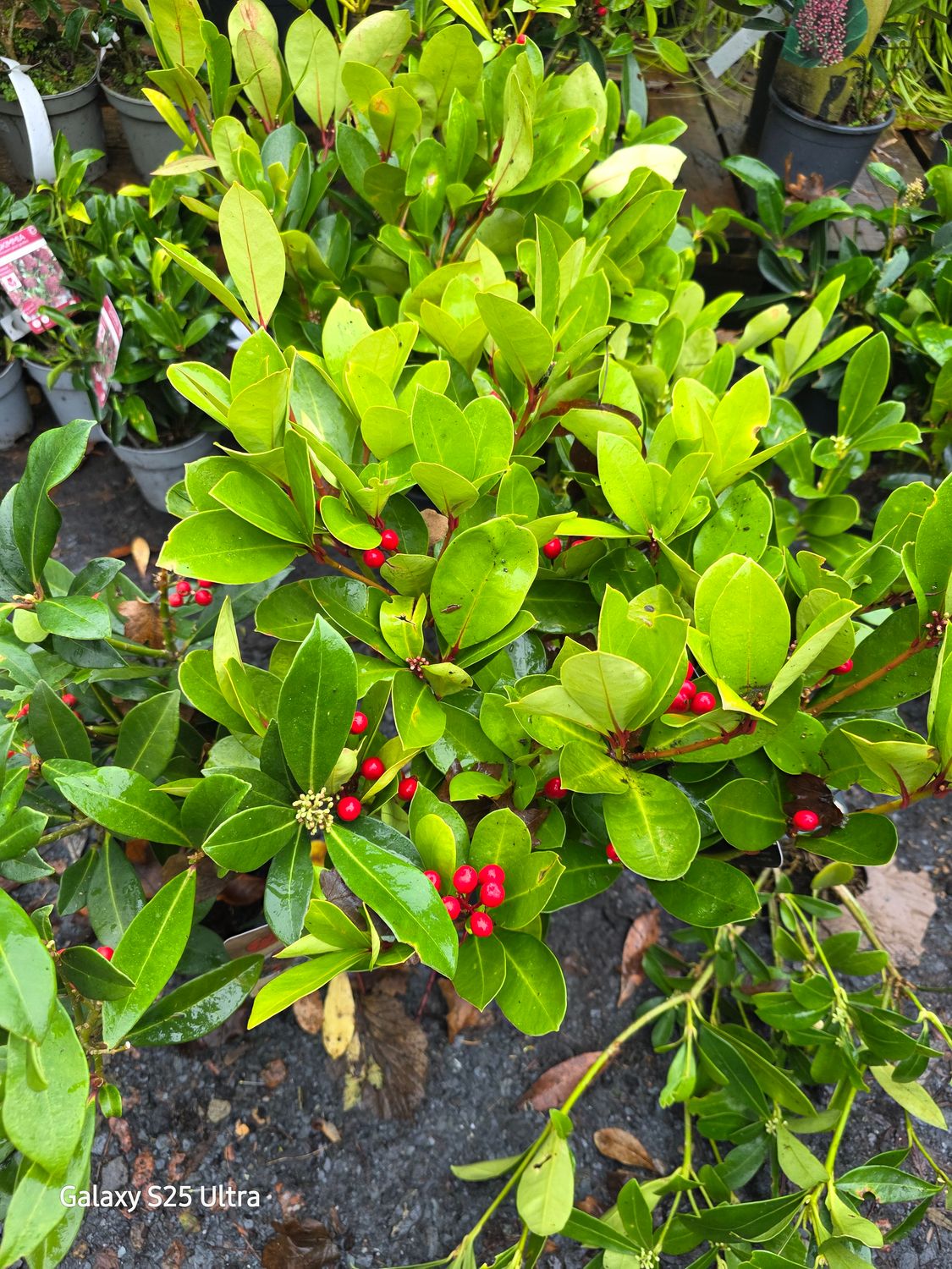 Female skimmia (Clearance sale)