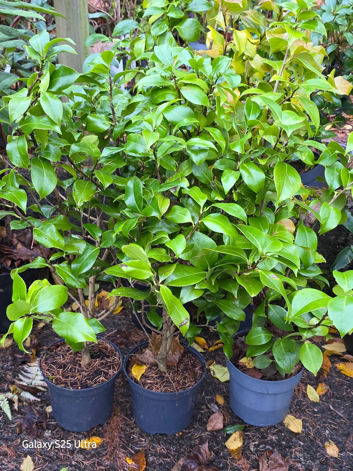 Unknown variety Camellia