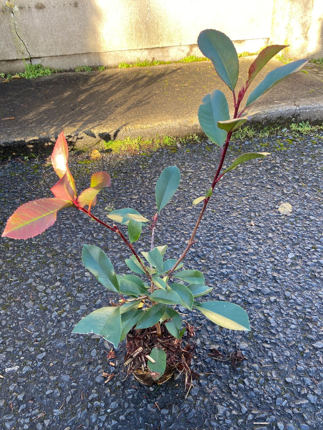 PHOTINIA RED ROBIN 25-30 CM Aprox. Compact evergreen foliage and red foliage all year Strong bushy plants for beds ,hedging or pots. Planting time is from now