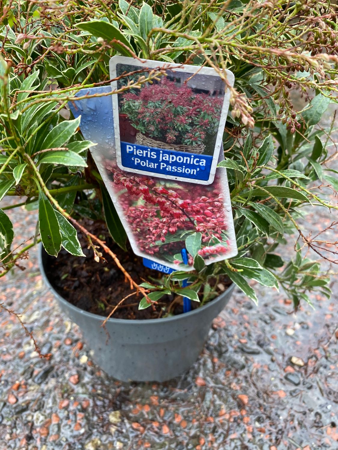 Pieris Polar Passion, evergreen shrub. Colourful foliage cream and green . Attractive buds all winter ,pink bell like flowers spring.Colourful young red foliage from spring to autumn