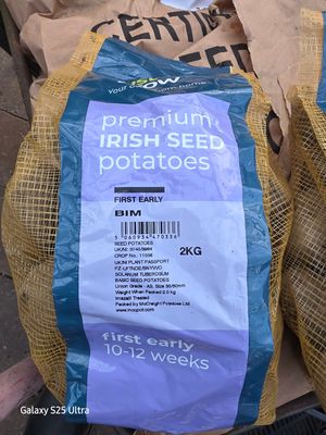 Seed potatoes "Bim"