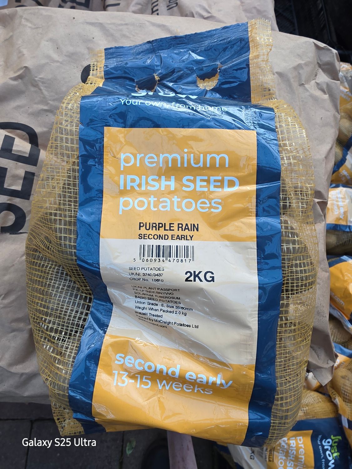 Seed potatoes Purple Rain