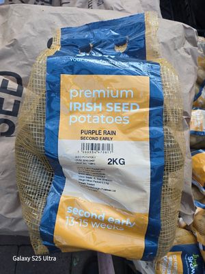 Seed potatoes Purple Rain