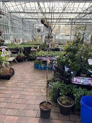 Hydrangea Tree ..Sparkling Diamond flowers non stop from June until October with enormous white flowers sparkling pink in late summer and autumn Height now 2mt +