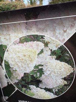 Hydrangea Tree ..Sparkling Diamond flowers non stop from June until October with enormous white flowers sparkling pink in late summer and autumn Delay delivery 2 Weeks demand high