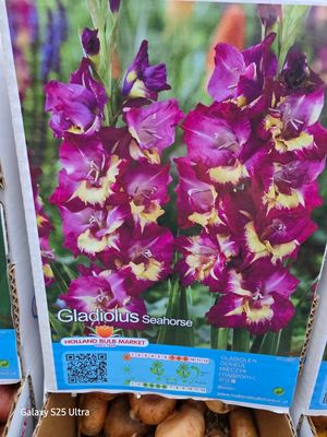 10 gladiolus  "Seahors"