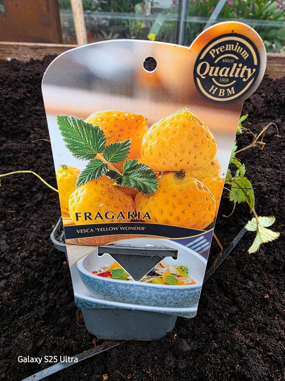 Fragaria "Yellow Wonder"