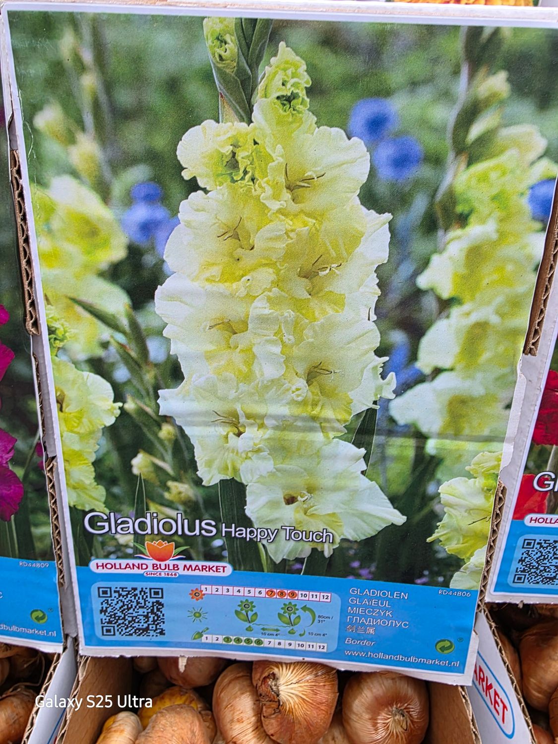 10 gladiolus "Happy Touch"