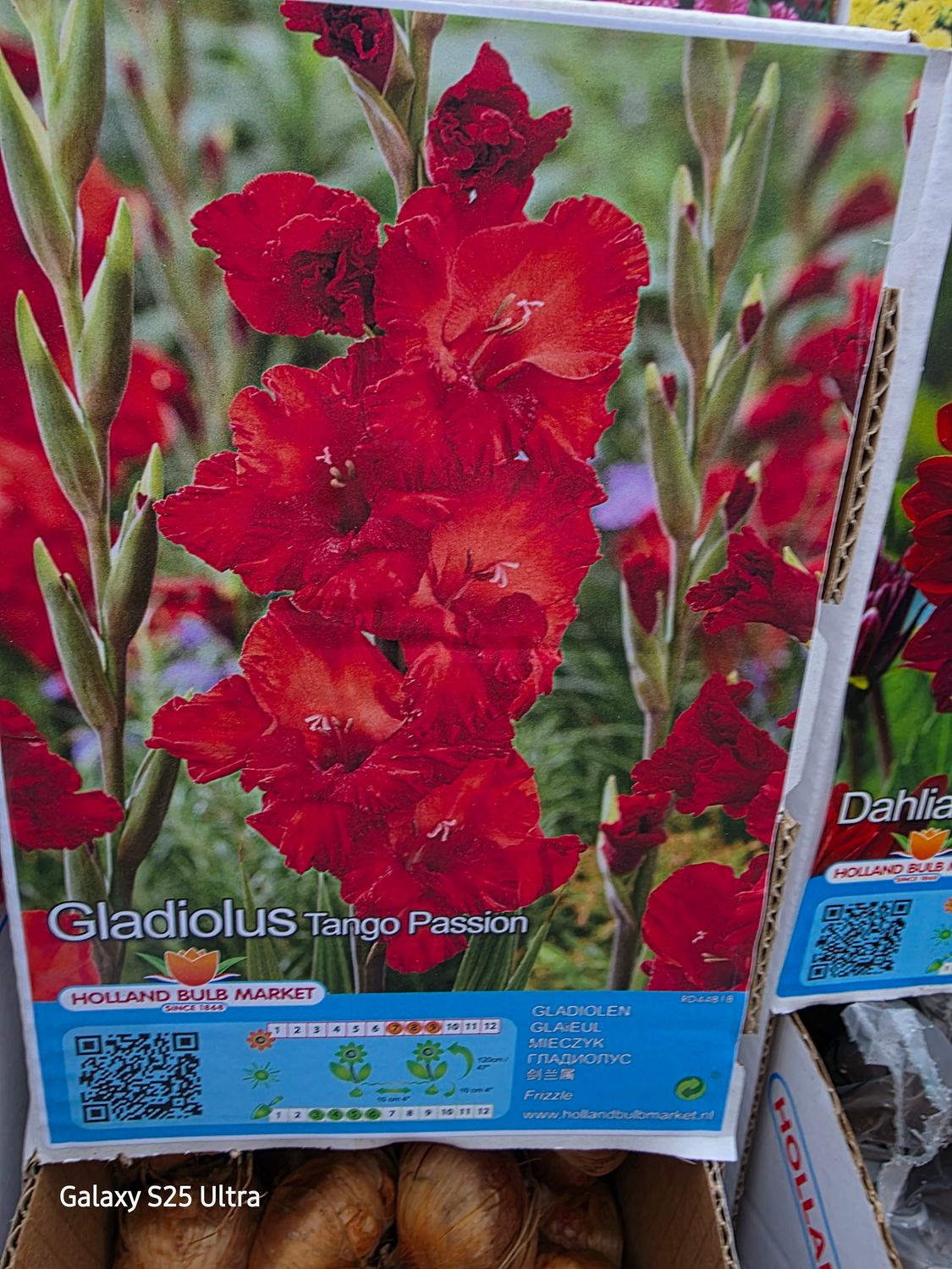 10 Gladiolus "Tango Passion"