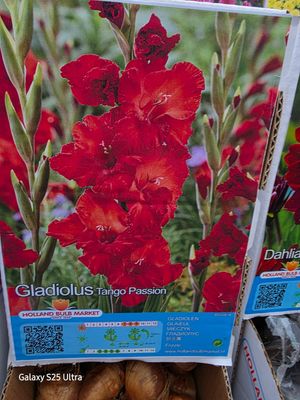 10 Gladiolus "Tango Passion"