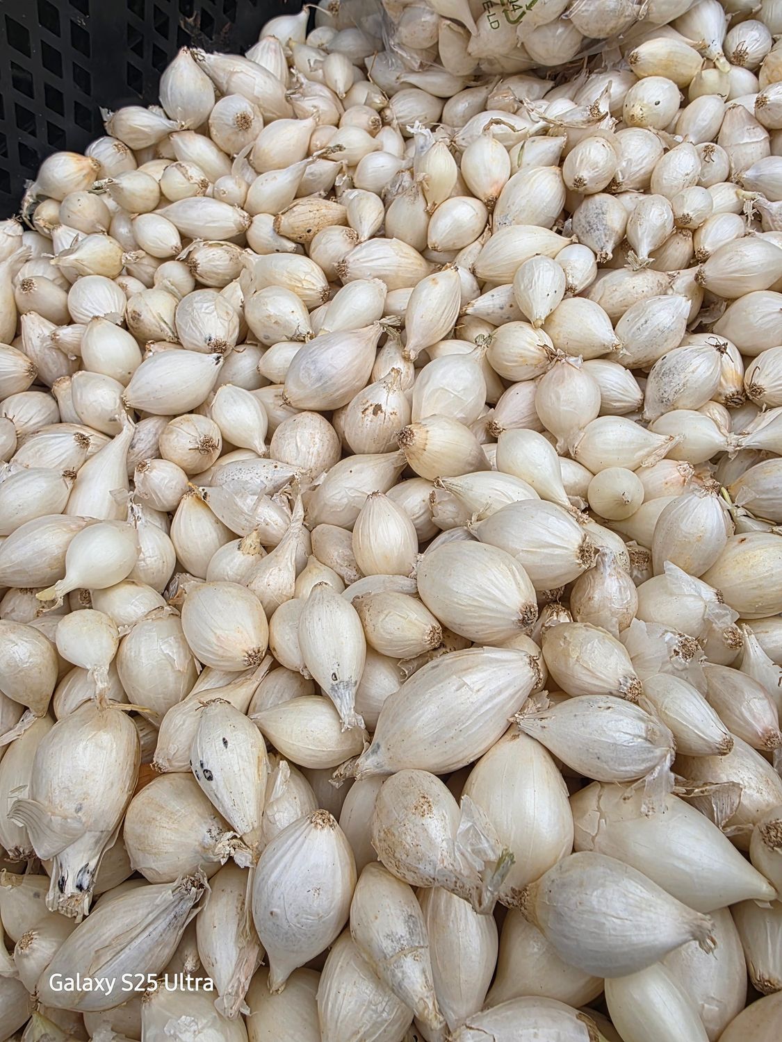 Onion Sets "Snowball"