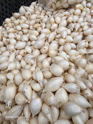 Onion Sets "Snowball"