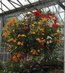 Hanging Basket Workshop 10th April Book Now .We will supply ,hanging basket ,compost,plants . Choose thrillers for centre ,spillers at edge and fillers to create a hanging basket to be proud of!