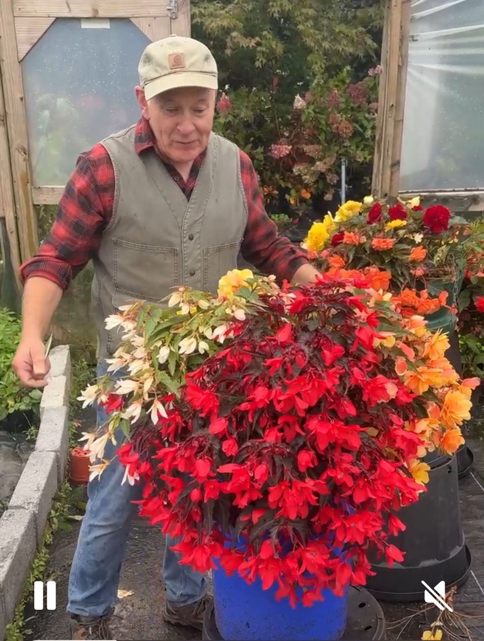 Begonia Illumination Workshop workshop! 17 April 10:00am Create a hanging basket with Donal using Illumination Begonias and Spillers that will flower from May until October