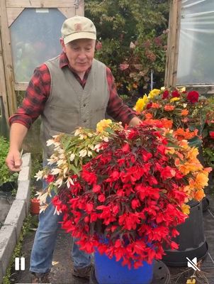 Begonia Illumination Workshop workshop! 17 April 10:00am Create a hanging basket with Donal using Illumination Begonias and Spillers that will flower from May until October