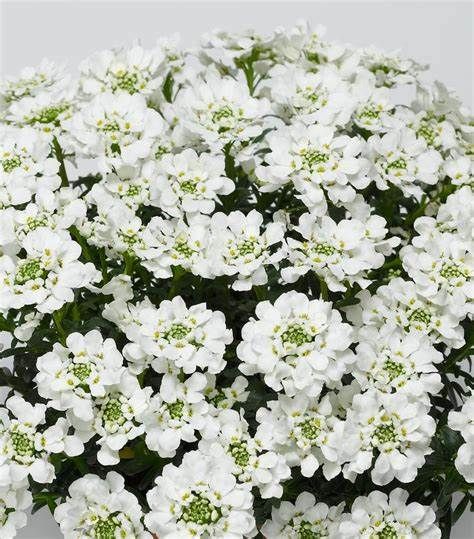 Iberis “White Shadow” ,Candytuft ,Pure white flowers , loves spreading on banks and spilling over walls and kerbs . Winter hardy and lasts for years . Planting time is from now!