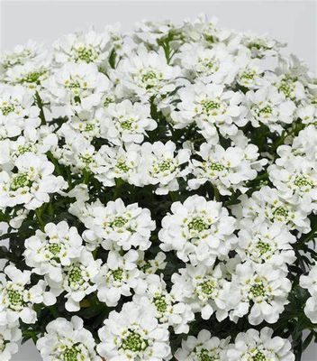 Iberis “White Shadow” ,Candytuft ,Pure white flowers , loves spreading on banks and spilling over walls and kerbs . Winter hardy and lasts for years . Planting time is from now!