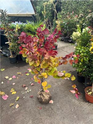 Cercis Eternal Flame Small tree ,pink flowers in spring followed by heart shaped leaves mix of green ,gold and purple that last from May-November Tough and hardy Planting time is from now.