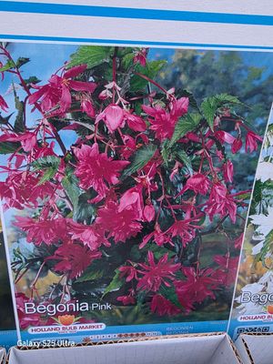 3 Begonia pendula Pink