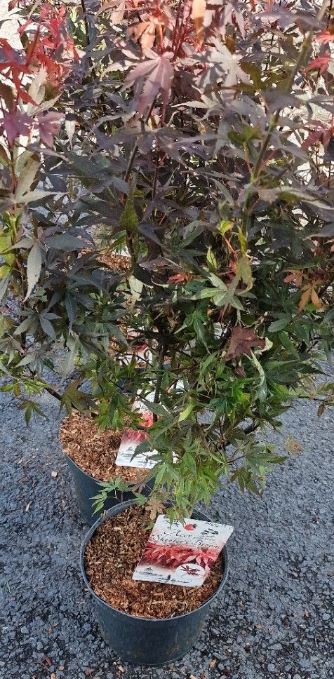 Acer palmatum Japanese Maple “Skeeters Broom”