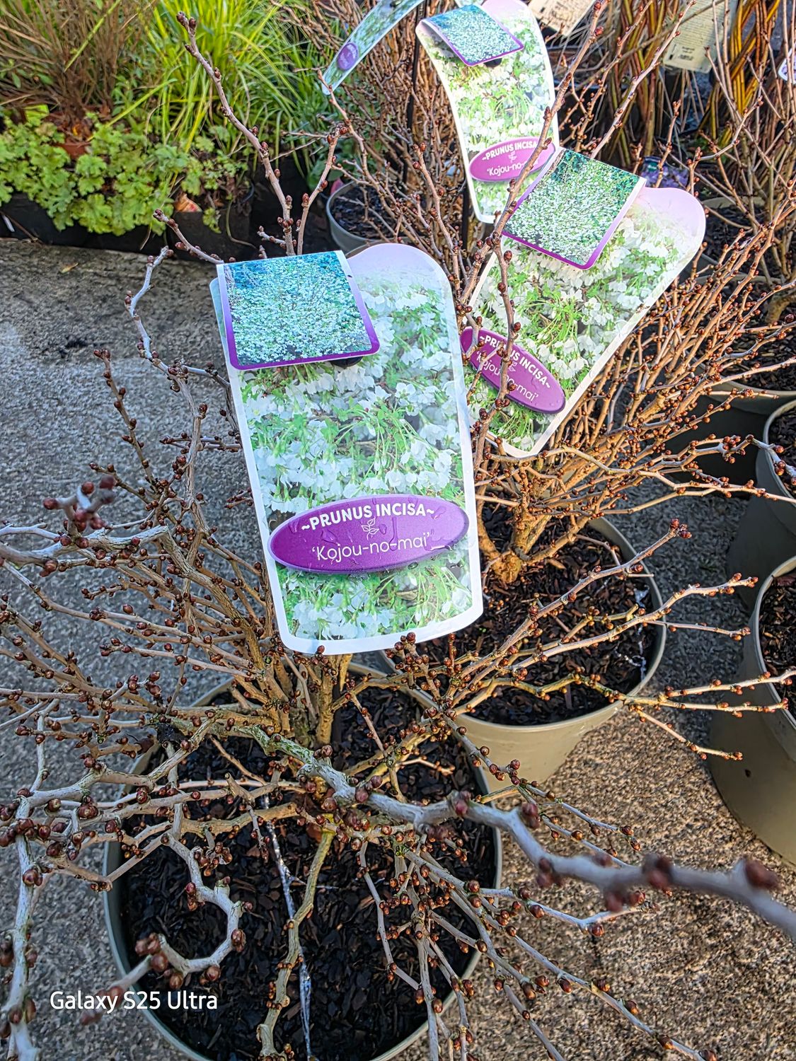 Fuji Cherry,Dwarf bush cherry”Kojou-No-Mai"Dwarf Ornamental Cherry bronze leaves in spring. Colourful autumn foliage.Flowers open from buds in spring soft shell pink developing a deep pink eye