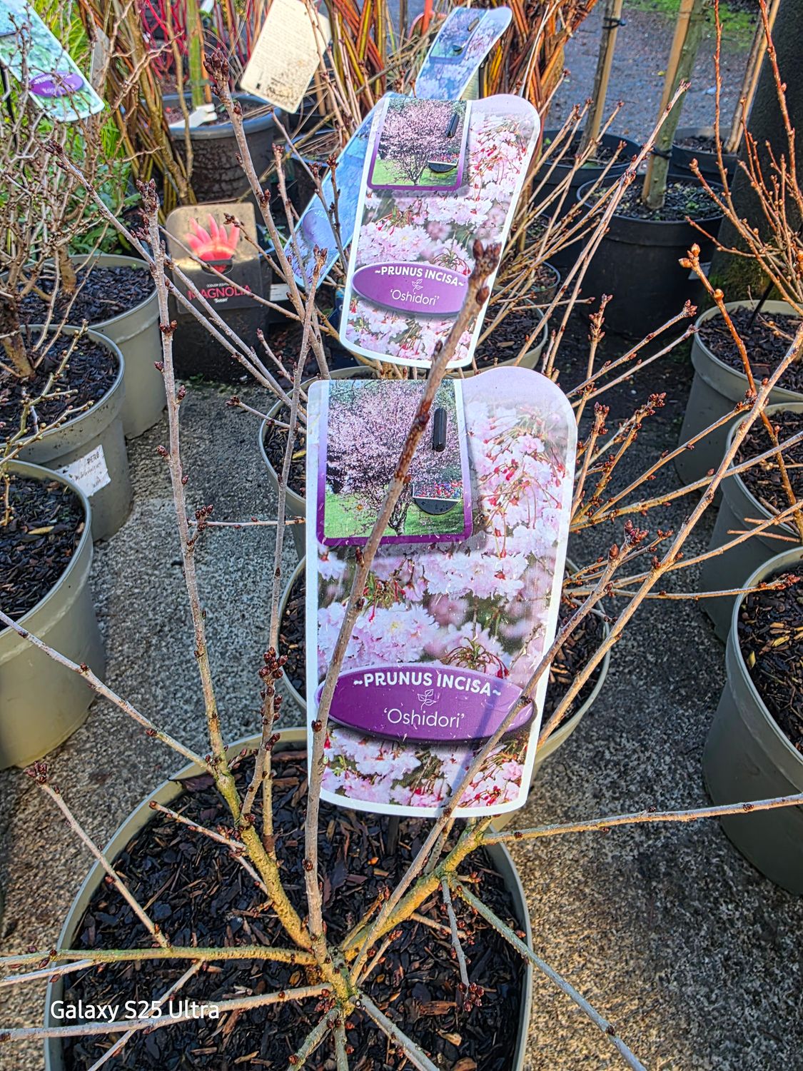 Dwarf Flowering cherry "Oshidori"