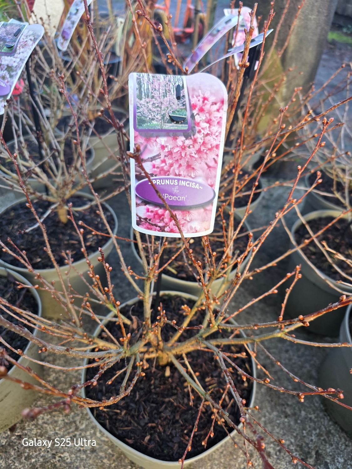 Dwarf Flowering cherry "Paean"