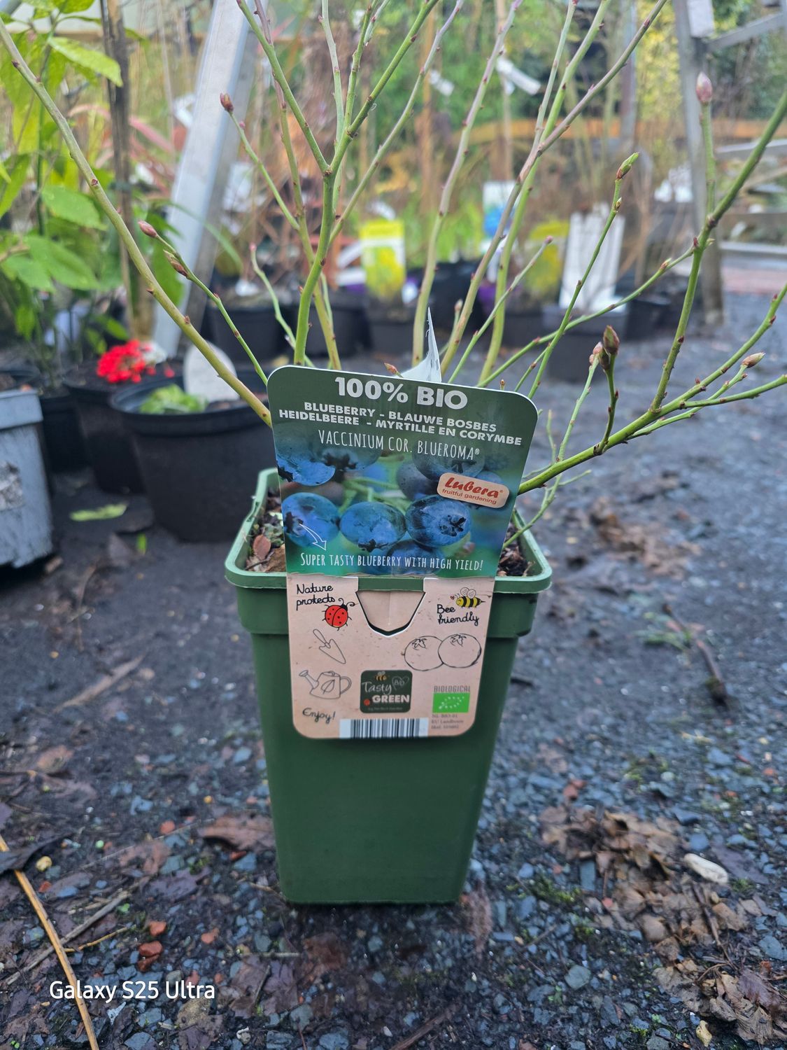 Blueberry "Blue Roma"