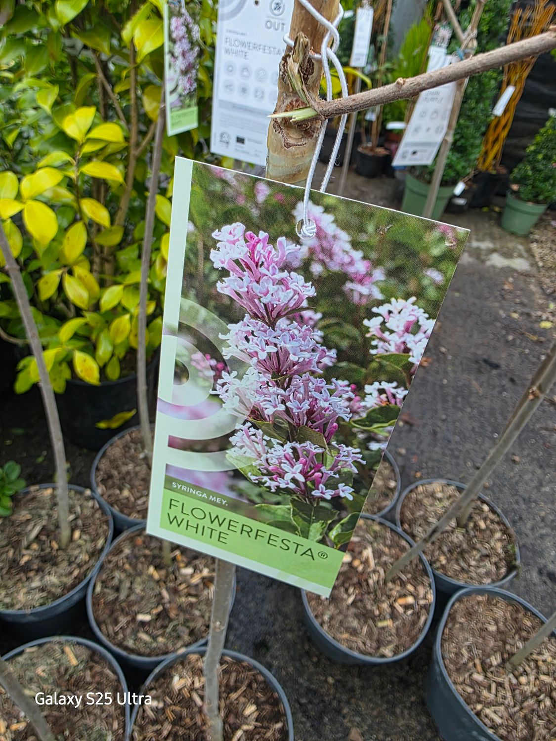 Lilac - Syringa meyeri - ''Flowerfesta White'' (On Stem)