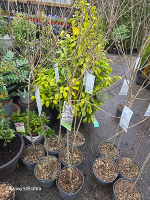 Lilac Fiesta white - Syringa meyeri - Fiesta White ( On Stem) small tree flowers from June until October Very Fragrant..for pots or beds Strong Size